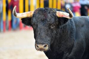 primo piano di un toro durante una corrida