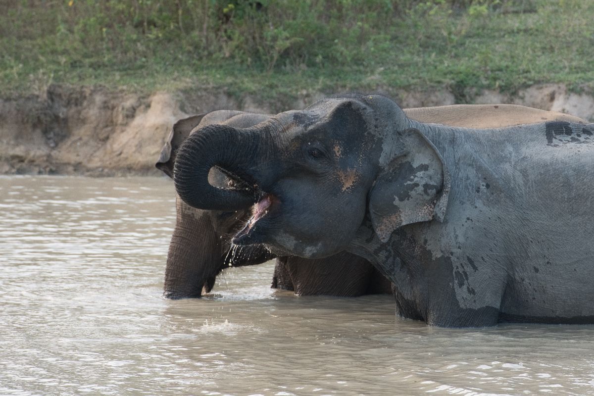 elefanti in un fiume mentre bevono acqua