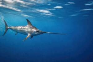 un pesce spada nuota in mare